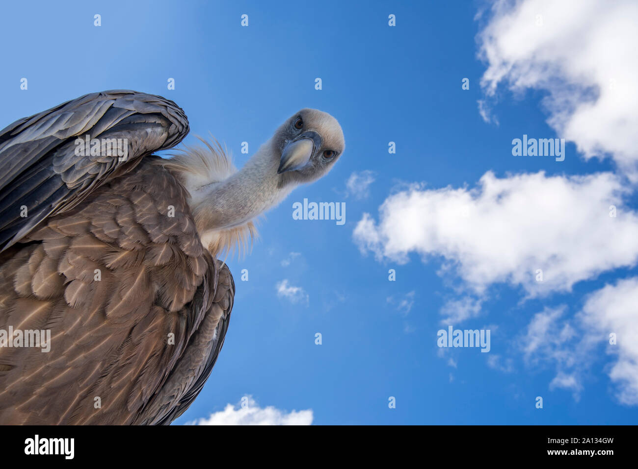 Il worm-eye su grifone (Gyps fulvus) guardando verso il basso sulla preda contro il cielo blu con nuvole bianche Foto Stock