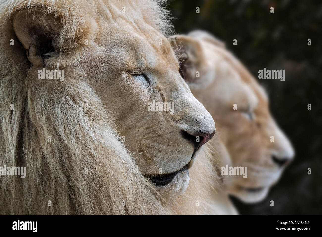Maschio e femmina leucistic white lion (Panthera leo krugeri) rare morph con una condizione genetica chiamato leucism causato da un doppio allele recessivo Foto Stock