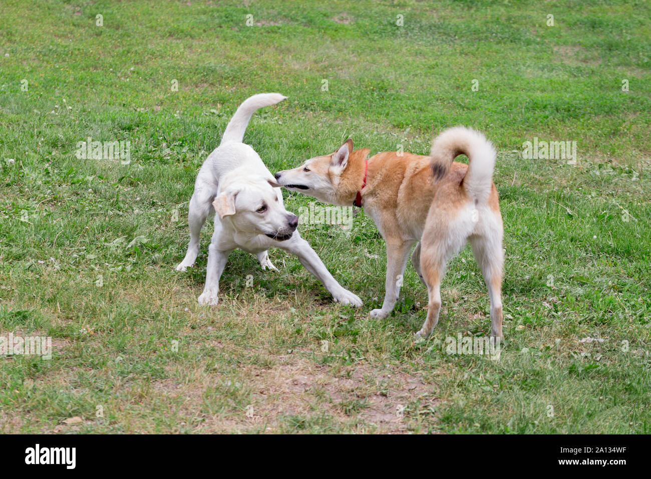 Della Siberia occidentale laika e labrador retriever sta giocando nel parco d'autunno. Gli animali da compagnia. Cane di razza. Foto Stock