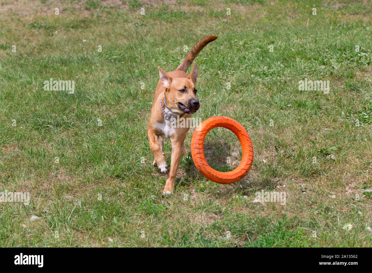 Carino l'american pit bull terrier cucciolo è il salto dietro il doggie anello. Gli animali da compagnia. Cane di razza. Foto Stock