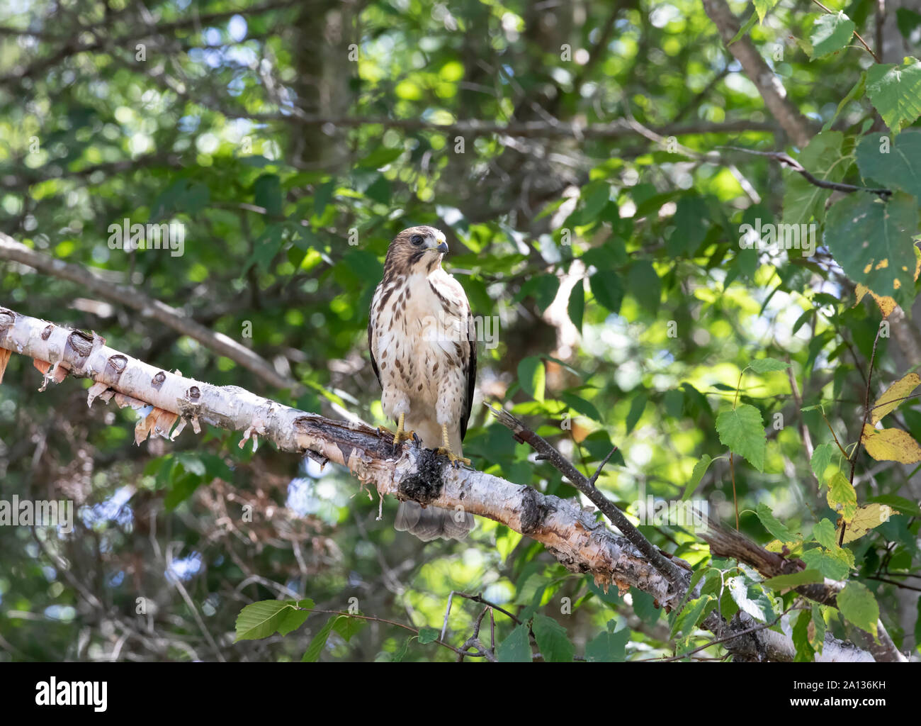 Ampia falco alato, Buteo platypterus, nei boschi vicino a Montreal porto fluviale, Ontario Foto Stock