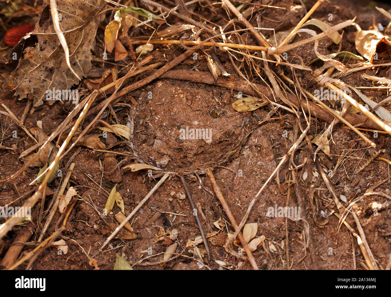 Il babbuino Trap-porta Spider è un sedentario ragno terrestre che vive in un imbuto di seta sepolti nella terra spesso sotto le pietre. Foto Stock