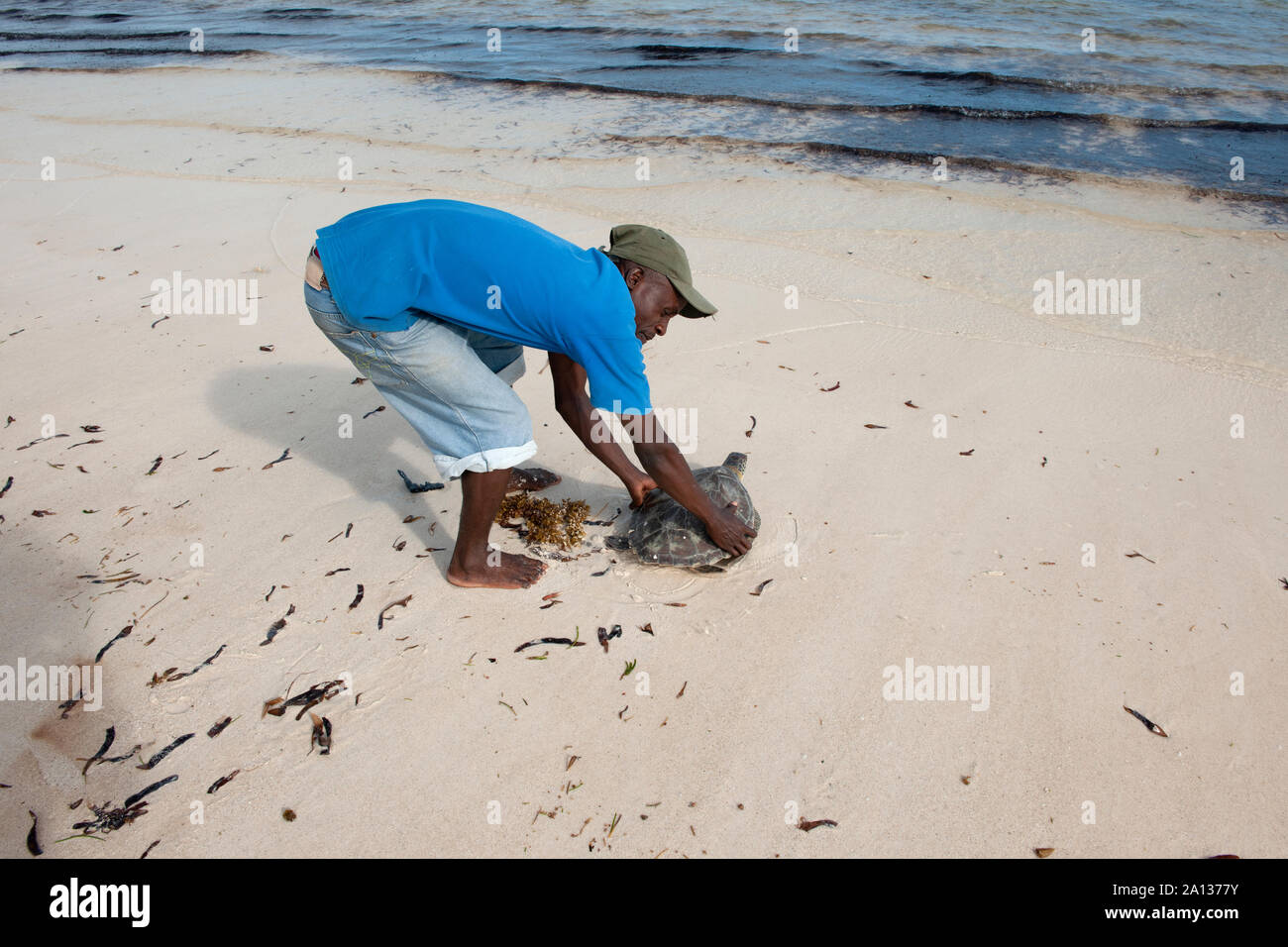 Rimpatrio di Tartarughe a Watamu Beach Kenya Africa Foto Stock