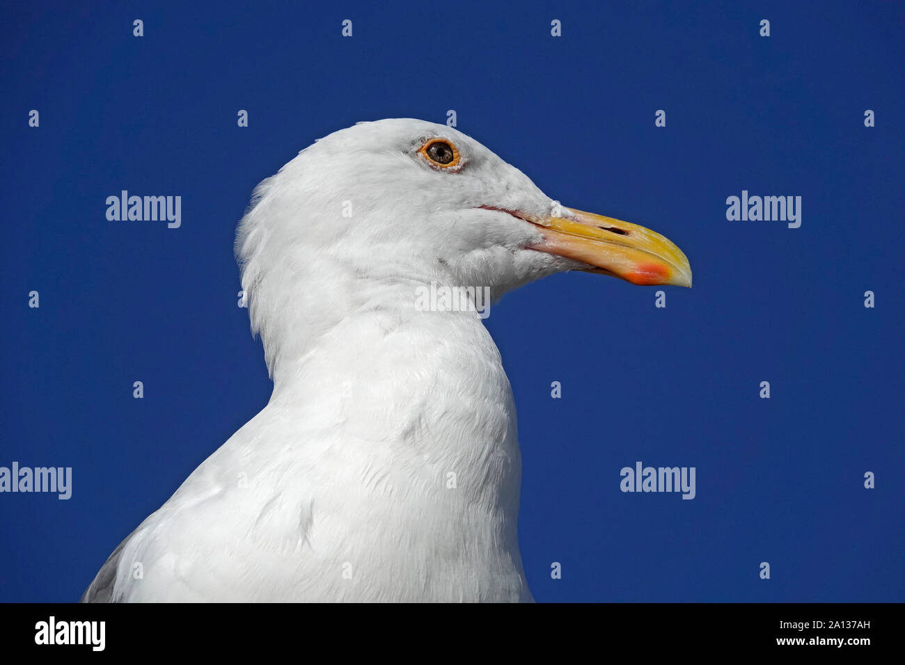 In prossimità della testa di un California Seagull, Larus californicus, su Oregon costa del Pacifico nei pressi di Bandon, Oregon Foto Stock