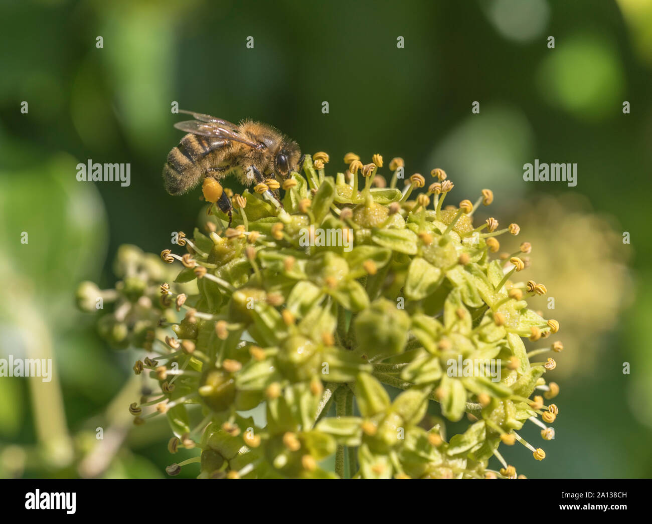 Close-up di Honeybee di qualche descrizione foraggio per il polline su un edera / Hedera helix fiore di testa. La produzione di miele concetto. Foto Stock