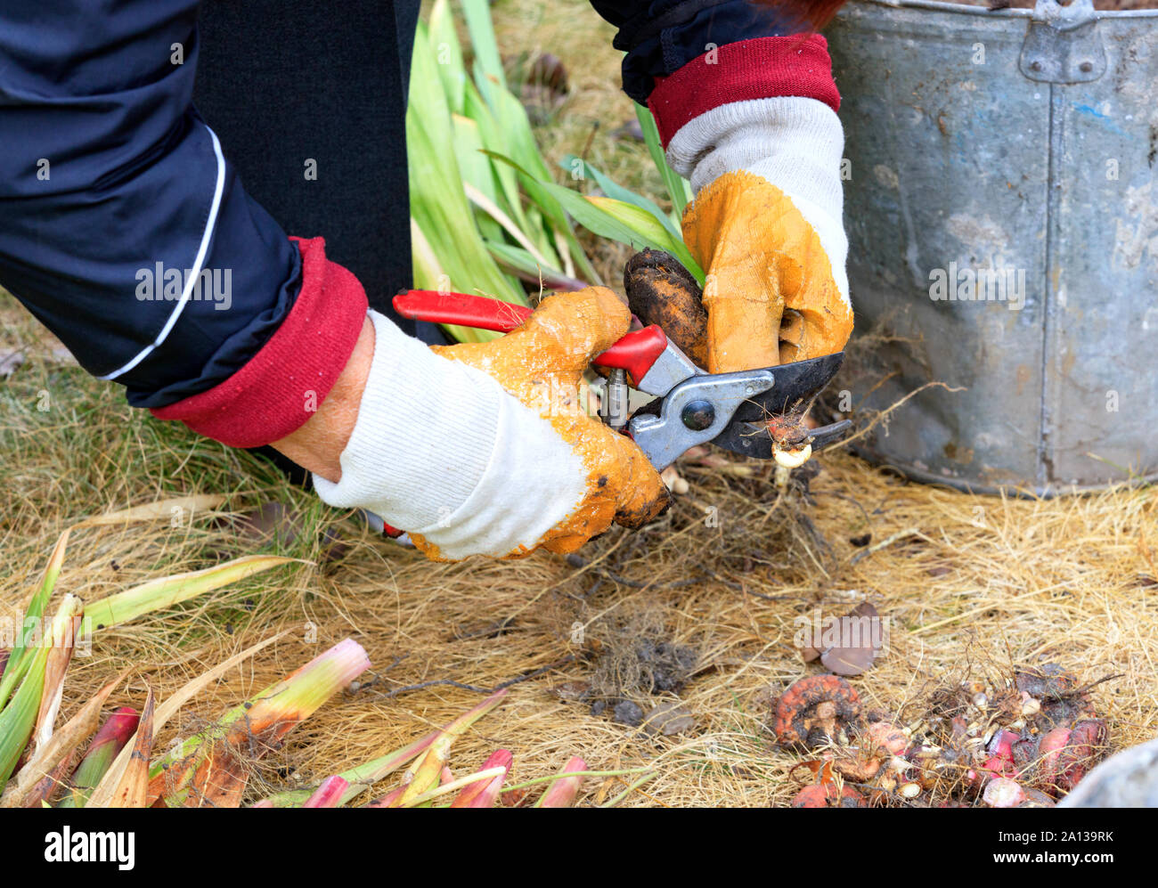 Un agricoltore prugne i bulbi da fiore di gladioli con un giardino potatore a risparmiare per la prossima primavera nel giardino di casa. Foto Stock Un agricoltore prugne i bulbi da fiore di gladioli con un giardino potatore a risparmiare per la prossima primavera nel giardino di casa. Foto Stock