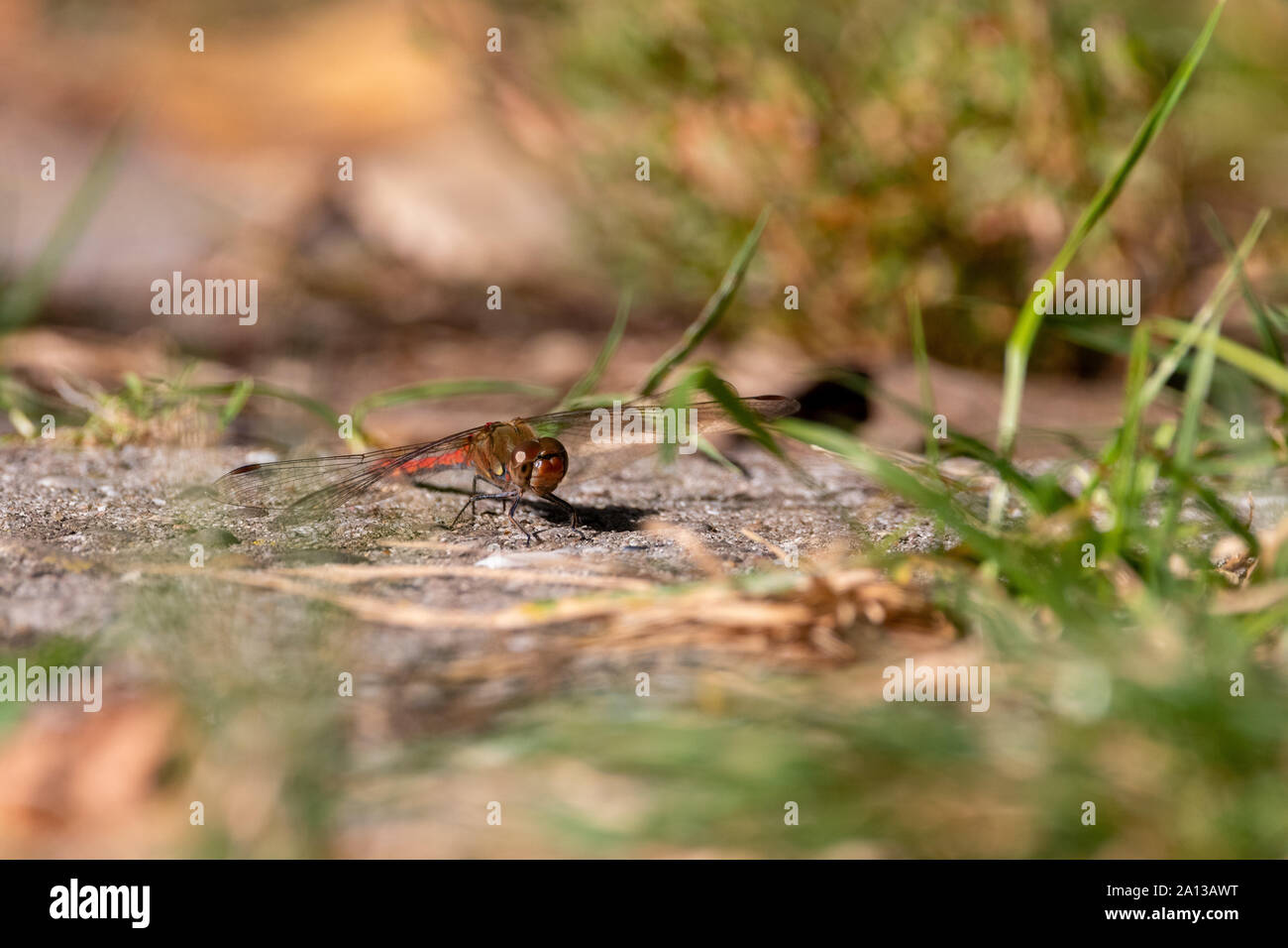 Darter comune sul sentiero di cemento Foto Stock