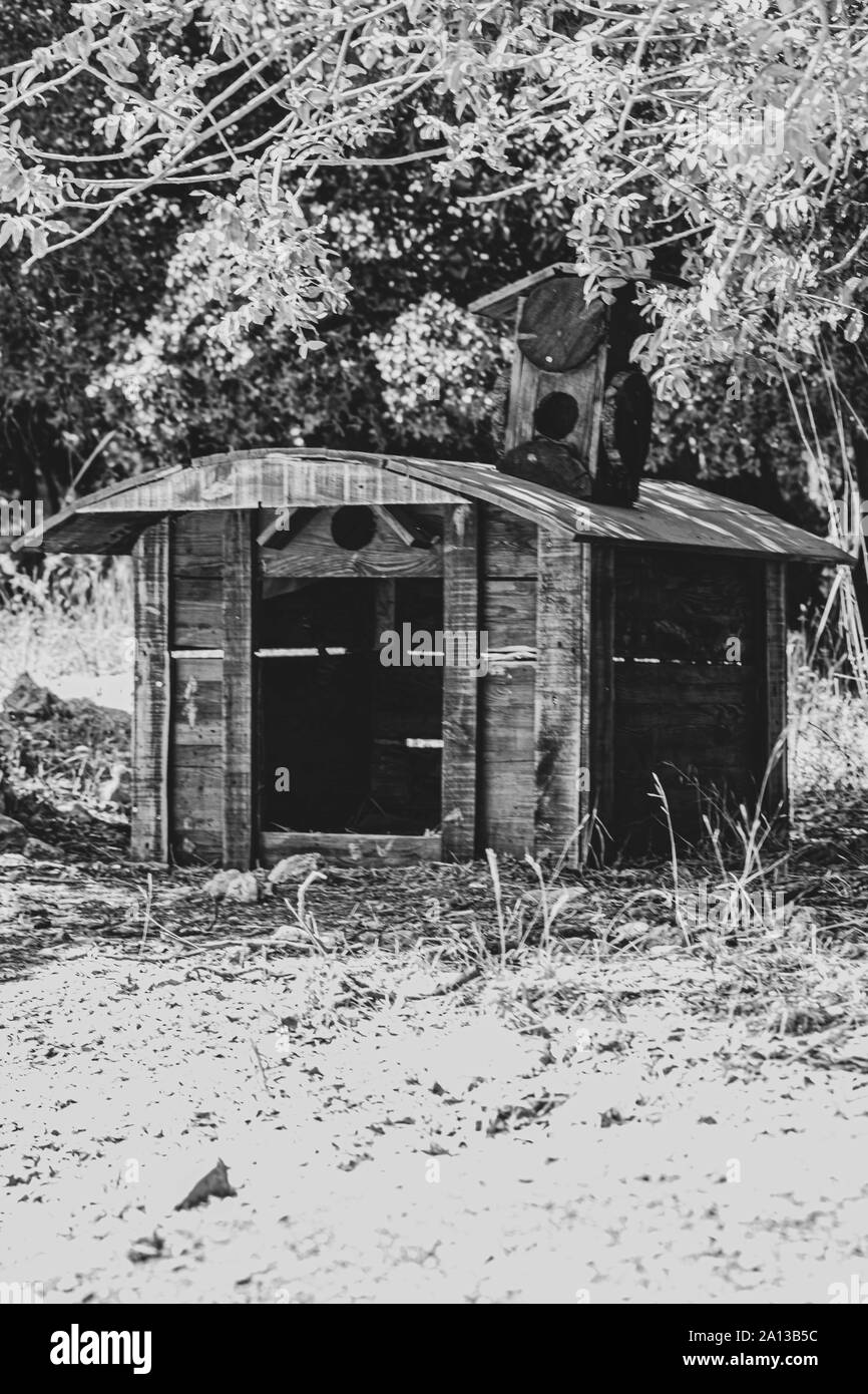 Uccelli e cani case di legno in Al posto mawa in Giordania Foto Stock
