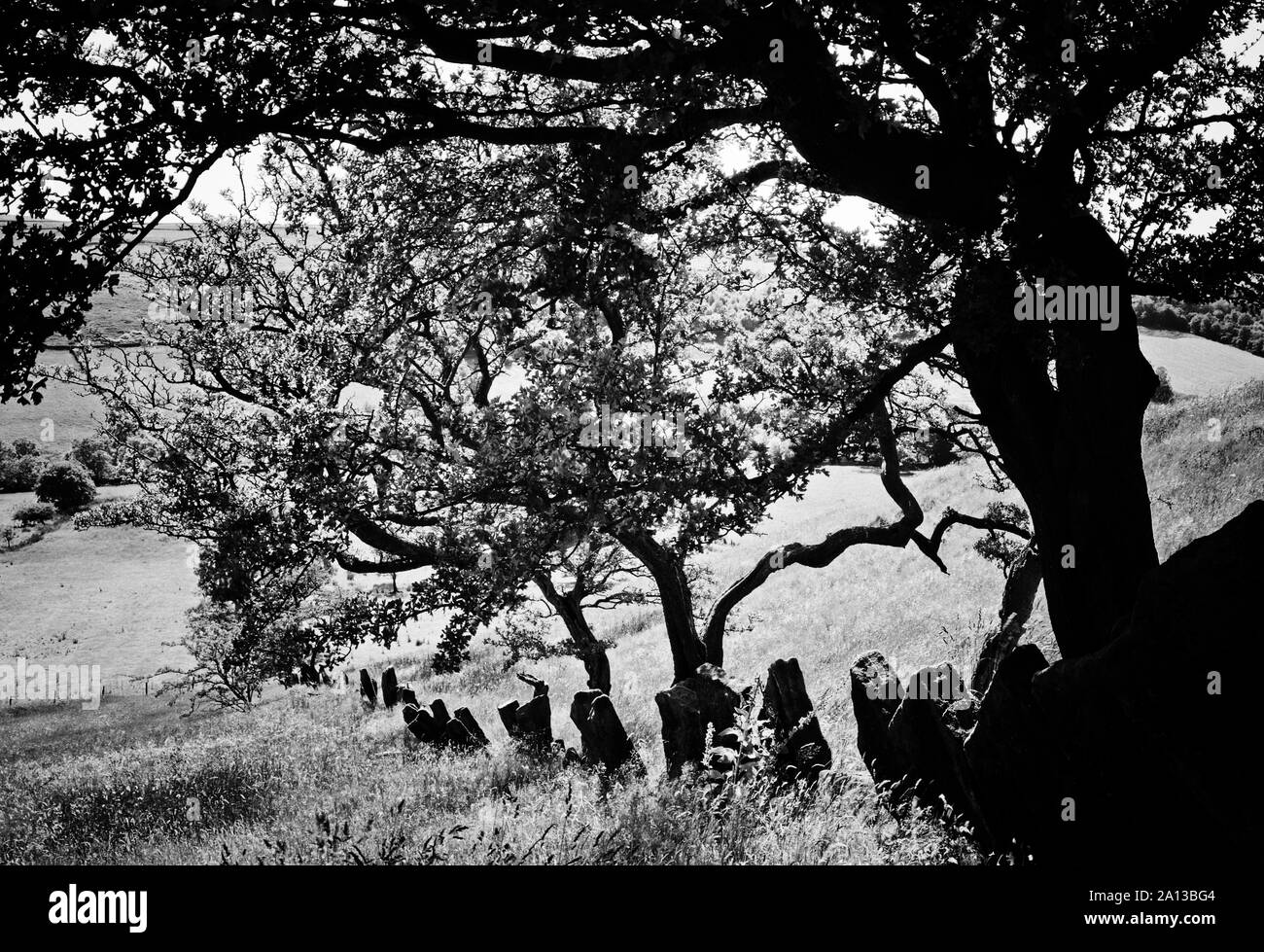 I rami di retro-illuminato alberi e pietre nel terreno sotto forma di un lugubre motivo a Wycoller, Pendle, Lancashire, Inghilterra Foto Stock