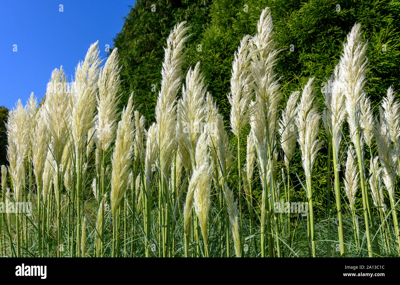 Pampas grass - Cortaderia selloana.. Foto Stock