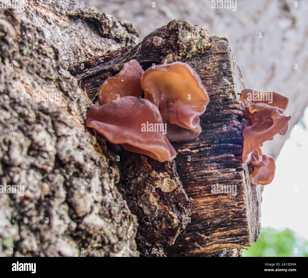 Aspetto gelatinoso Tremella foliacea crescente sul lato di un albero Foto Stock