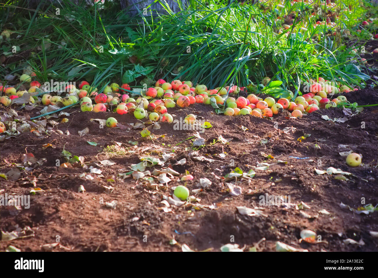 In autunno le mele sulla terra. Mele caduto. Caduto mele mature giacciono a terra accanto al melo close-up. Foto Stock