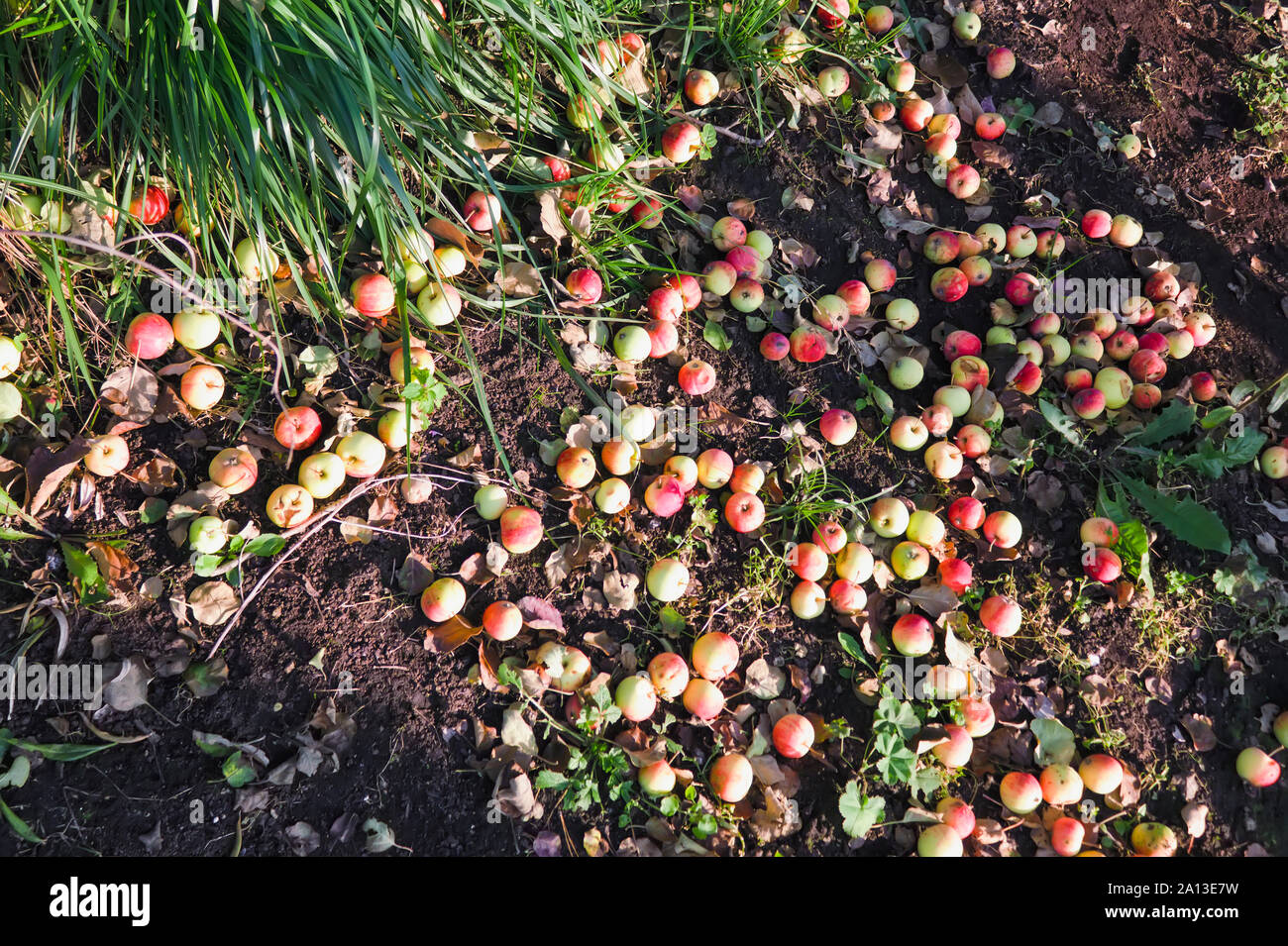 In autunno le mele sulla terra. Mele caduto. Caduto mele mature giacciono a terra accanto al melo close-up. Foto Stock