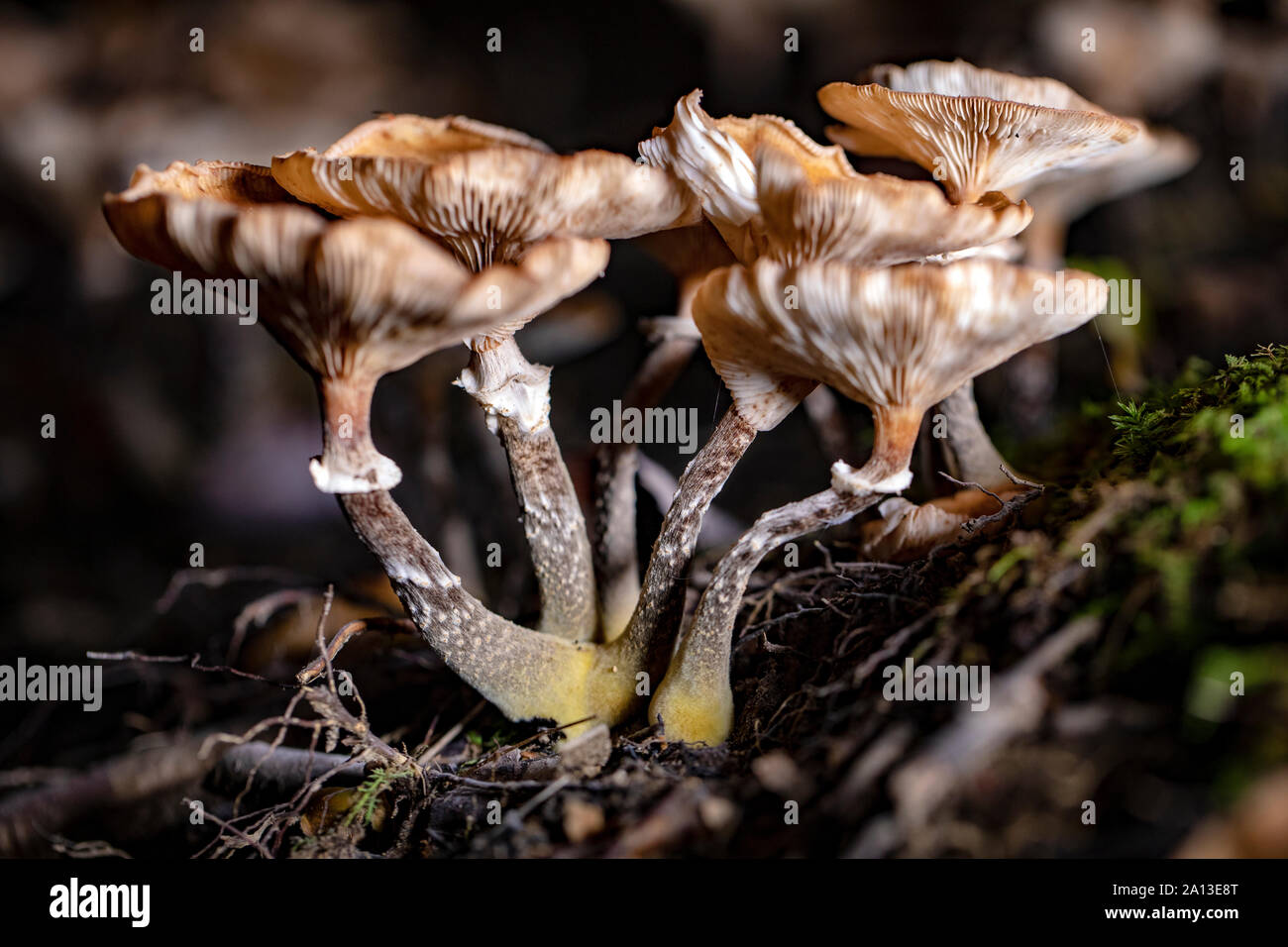 Gruppo di funghi o toadstools sul suolo della foresta di notte - Brevard, North Carolina, STATI UNITI D'AMERICA Foto Stock
