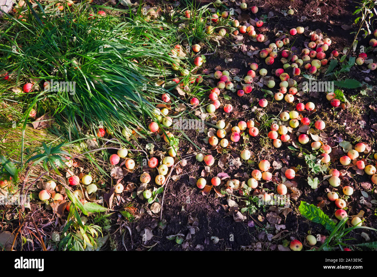 In autunno le mele sulla terra. Mele caduto. Caduto mele mature giacciono a terra accanto al melo close-up. Foto Stock