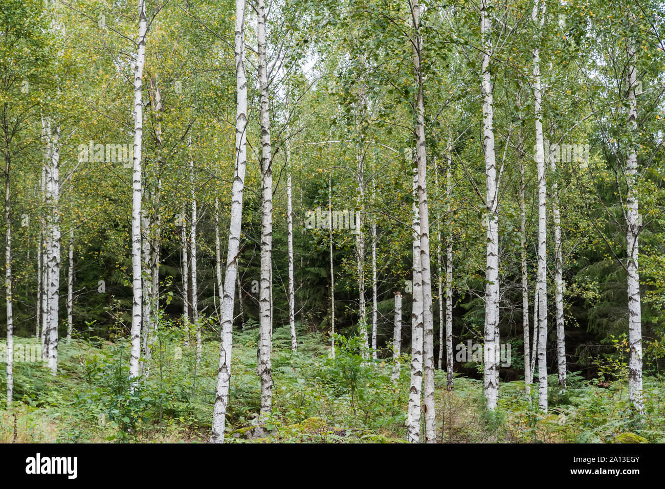 Betulla grove con linee bianche e foglie di colore giallastro Foto Stock