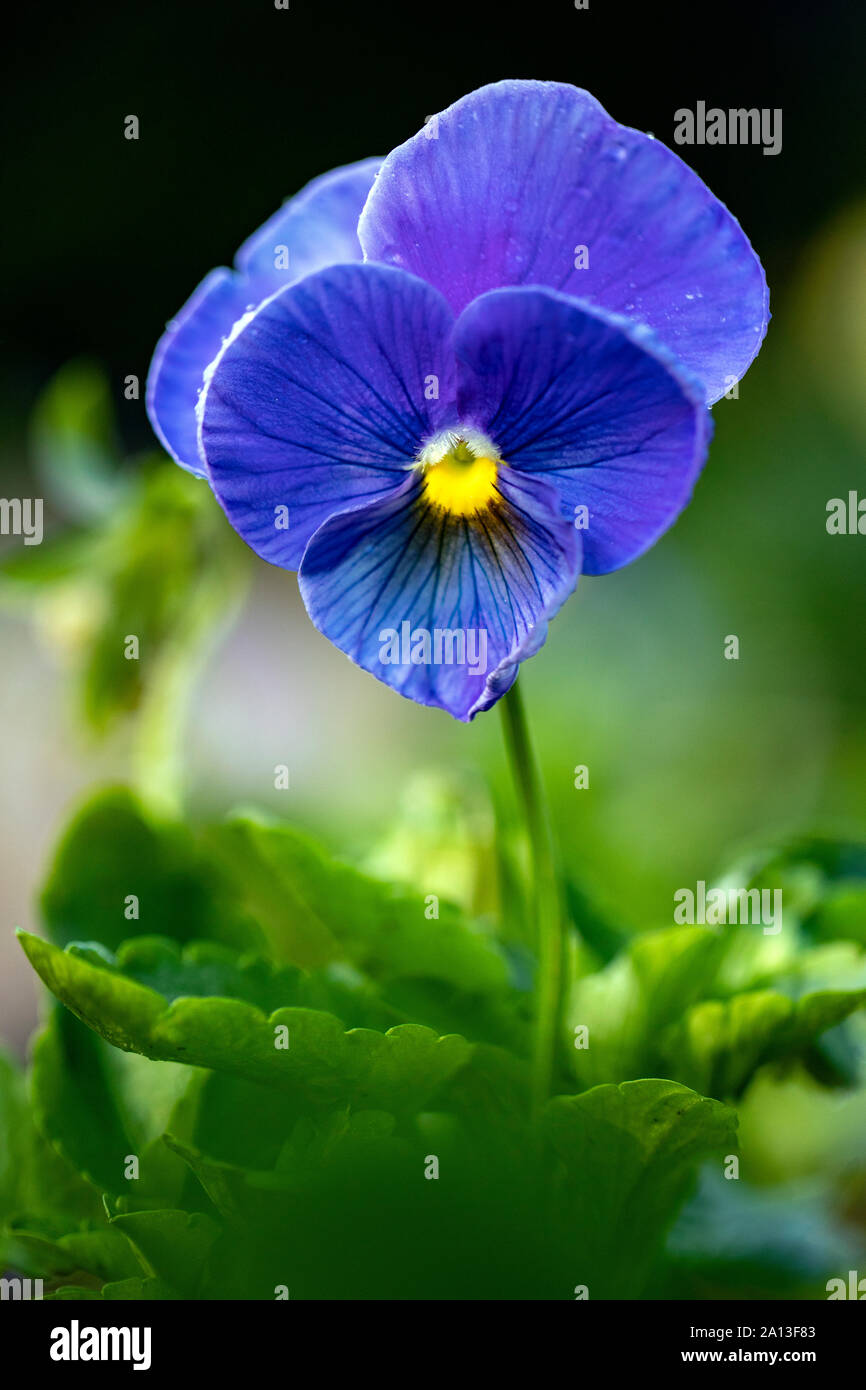 Serie di corona Pansy (Viola x wittrockiana 'Blu') - North Carolina Arboretum, Asheville, North Carolina, STATI UNITI D'AMERICA Foto Stock