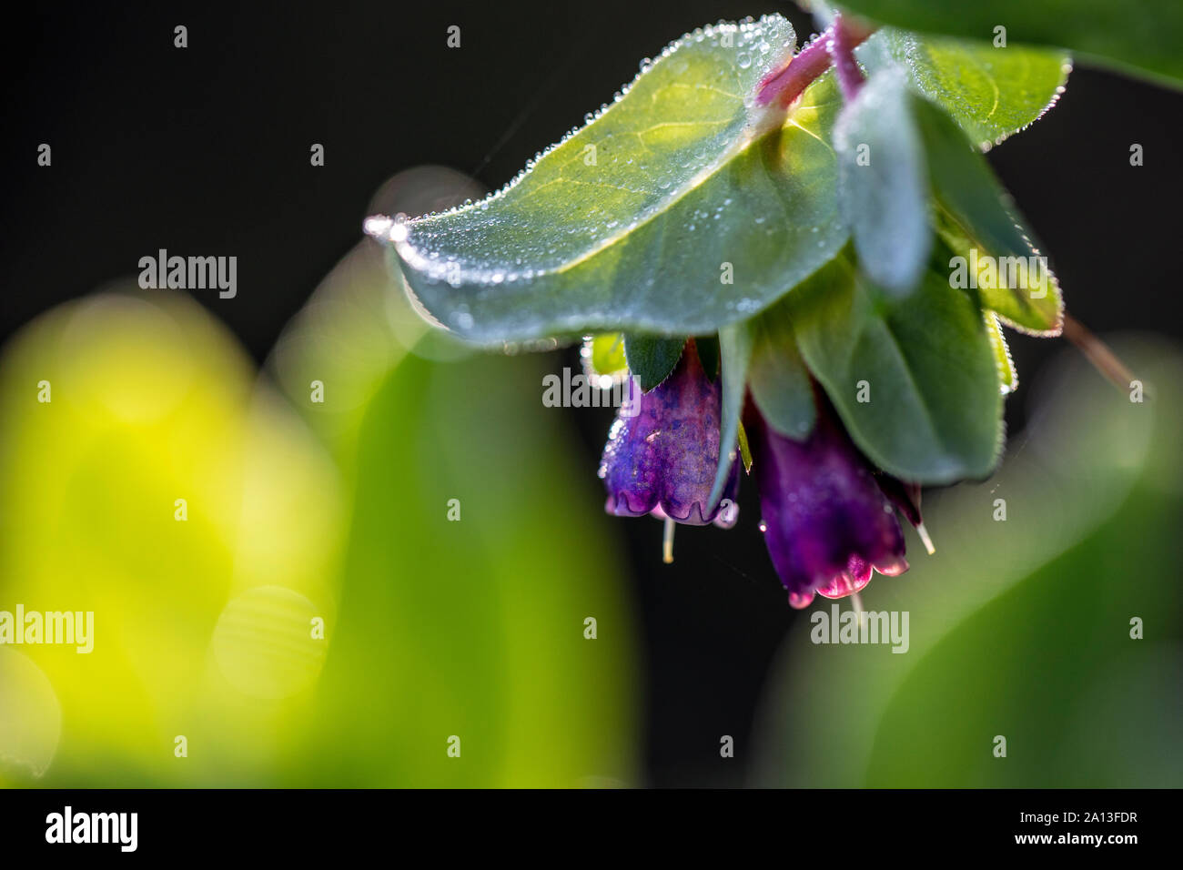 (Honeywort Cerinthe major var. prupurescens 'Kiwi' Blu) - North Carolina Arboretum, Asheville, North Carolina, STATI UNITI D'AMERICA Foto Stock