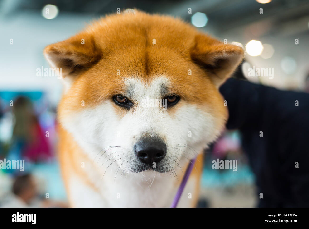 Akita Inu di razza cucciolo di cane guardando la fotocamera Foto Stock