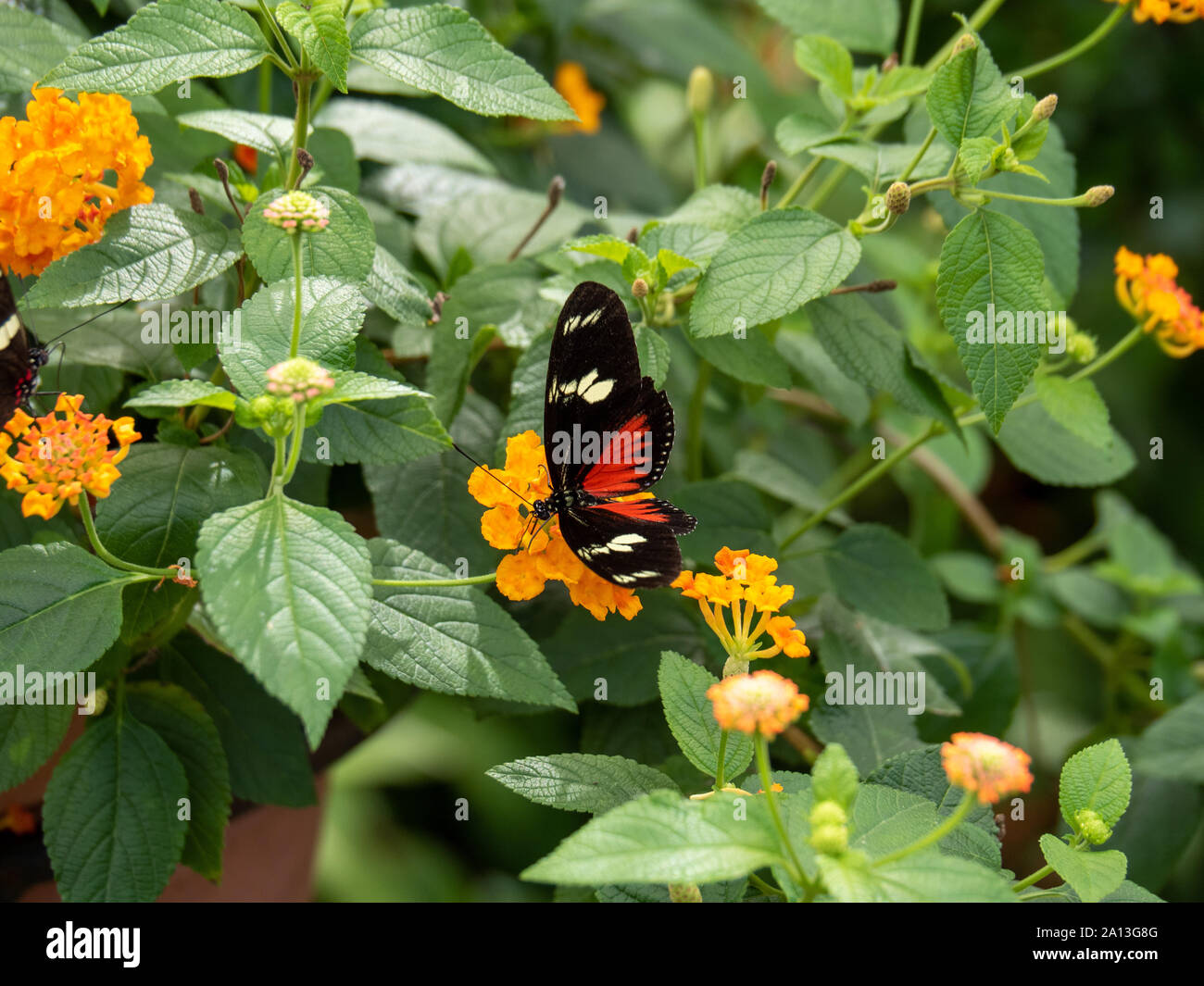Doris Longwing farfalla su un fiore di arancia Foto Stock