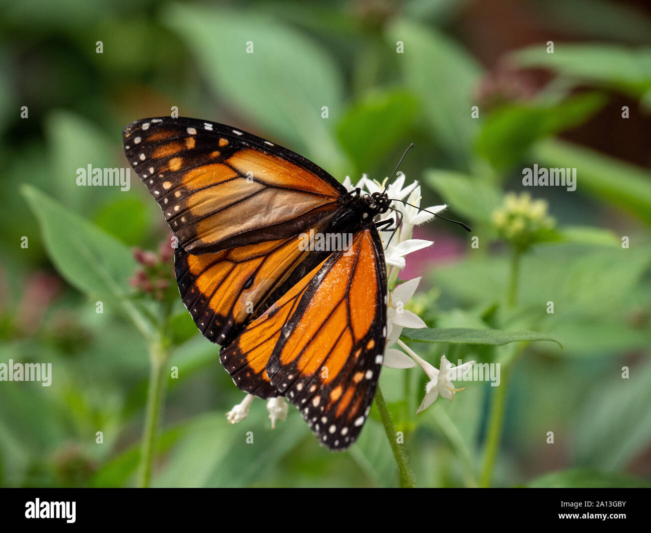 Farfalla monarca su un fiore bianco Foto Stock