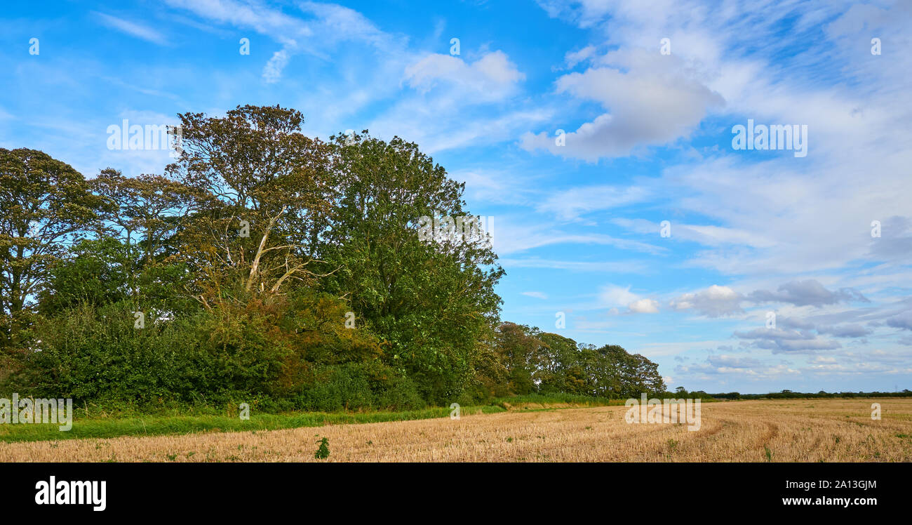 Un piccolo legno o spinney di alberi in corrispondenza del lato di un stoppie di seminativi campo con una vibrante blu cielo e una miscela di cumulus e cirrus clouds overhead Foto Stock