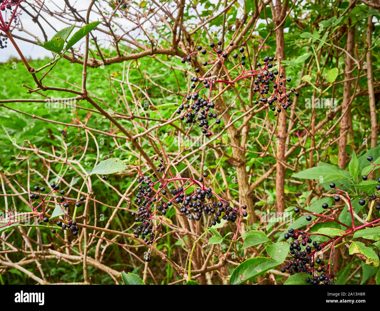 Bacche di sambuco che cresce su una siepe bush in autunno, una preziosa fonte di cibo per gli uccelli e altri animali selvatici Foto Stock