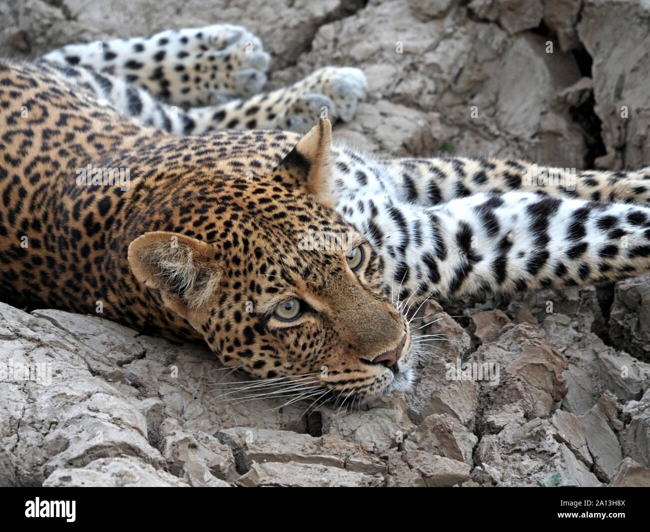 Femmina adulta leopard (Panthera pardus) con fissando gli occhi gialli avviso in sterrato fango incrostato di una laguna a secco in Sud Luangwa NP, Zambia, Africa Foto Stock