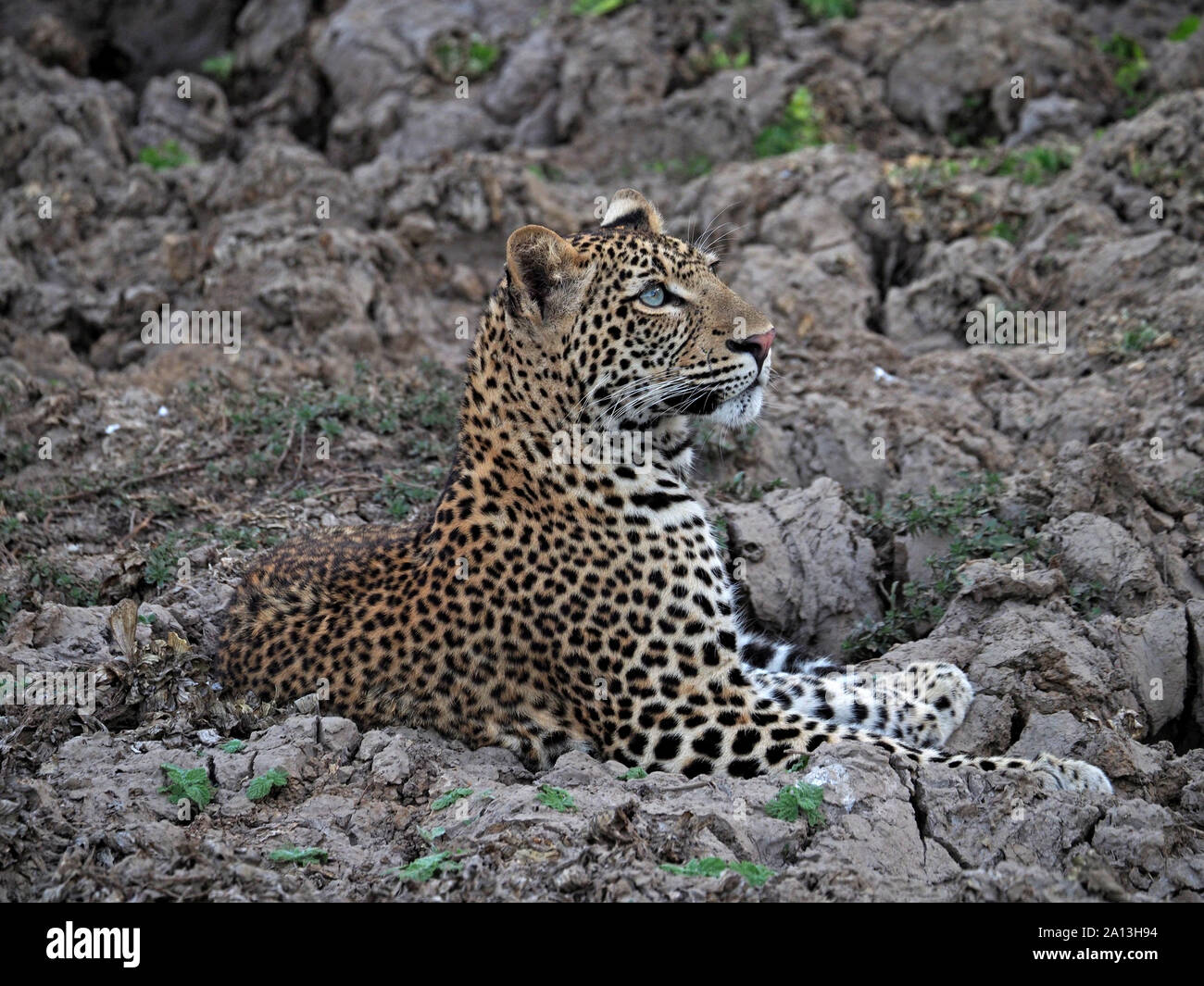 Giovani maschi adulti leopard (Panthera pardus) con fissando gli occhi bluastro avviso in sterrato fango incrostato di una laguna a secco in Sud Luangwa NP, Zambia,Africa Foto Stock