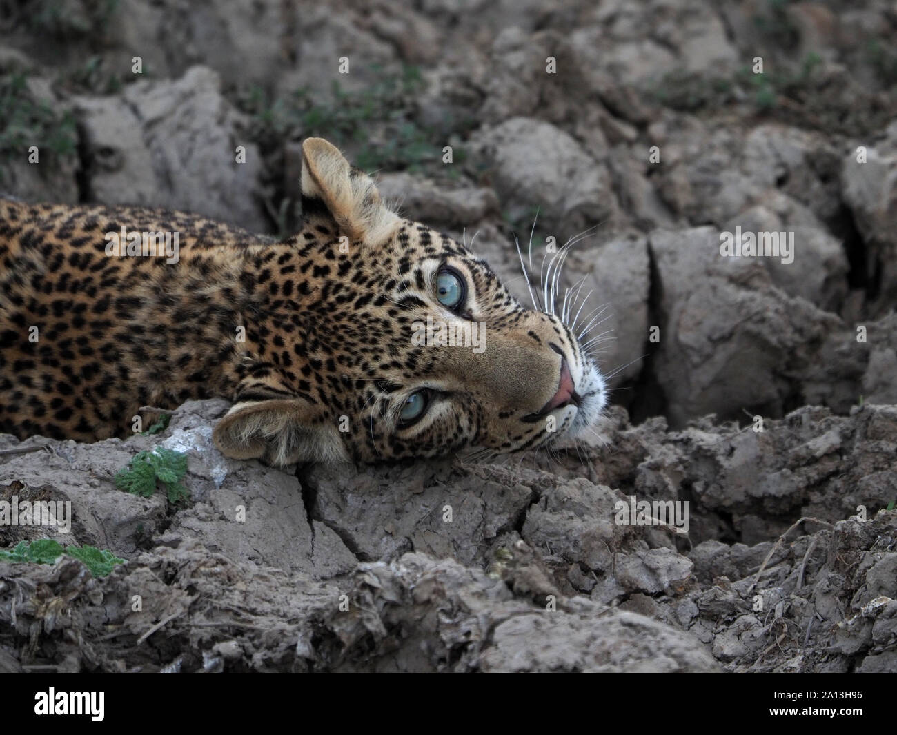 Giovani maschi adulti leopard (Panthera pardus) con fissando gli occhi bluastro giacente su sterrato fango incrostato di una laguna a secco in Sud Luangwa NP, Zambia,Africa Foto Stock