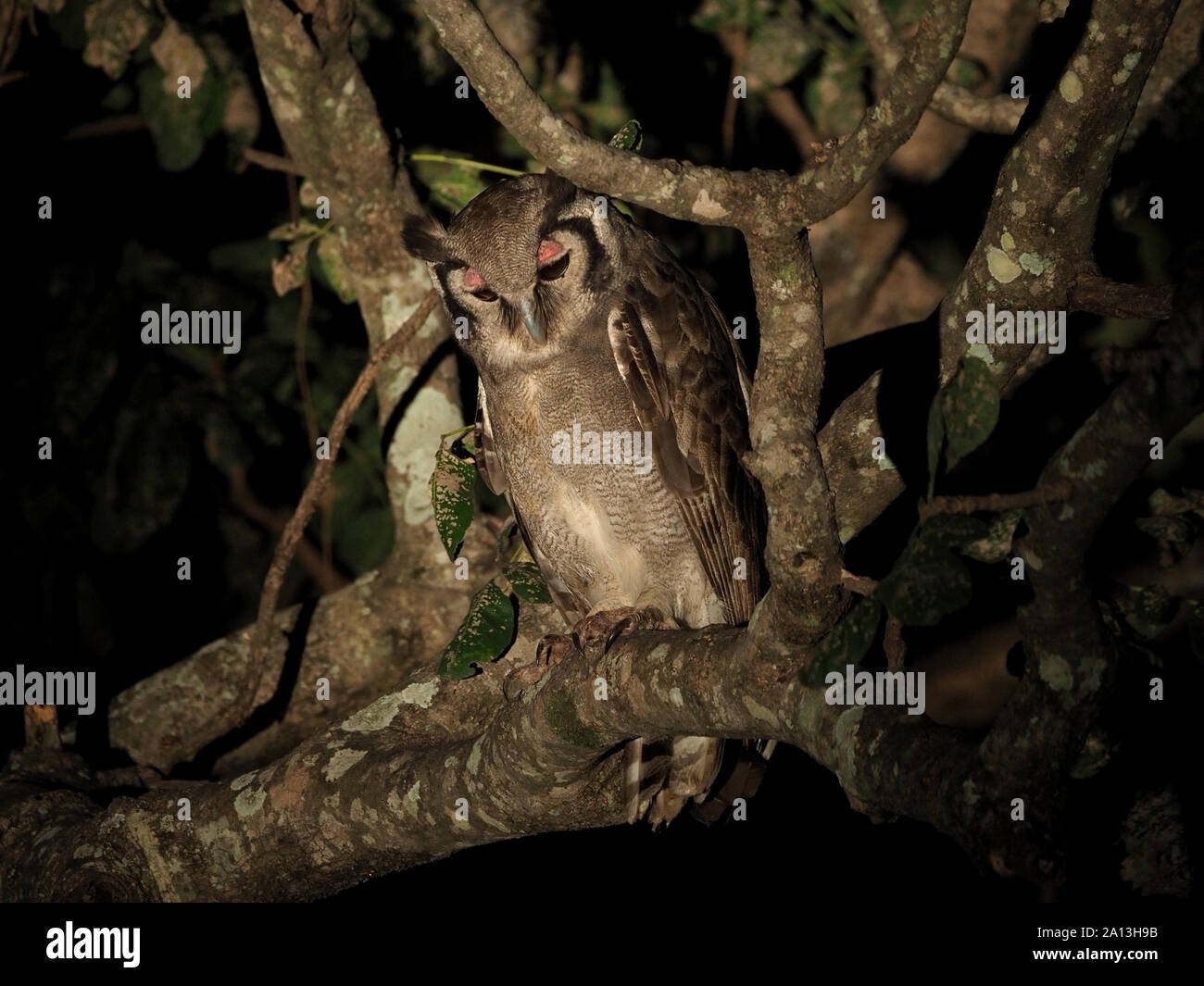 Un enorme gigante di caccia Gufo Reale /Verreaux gufo reale (Bubo lacteus) con le palpebre rosa arroccato nella tettoia di albero di notte nel sud Luangwa, Zambia,Africa Foto Stock