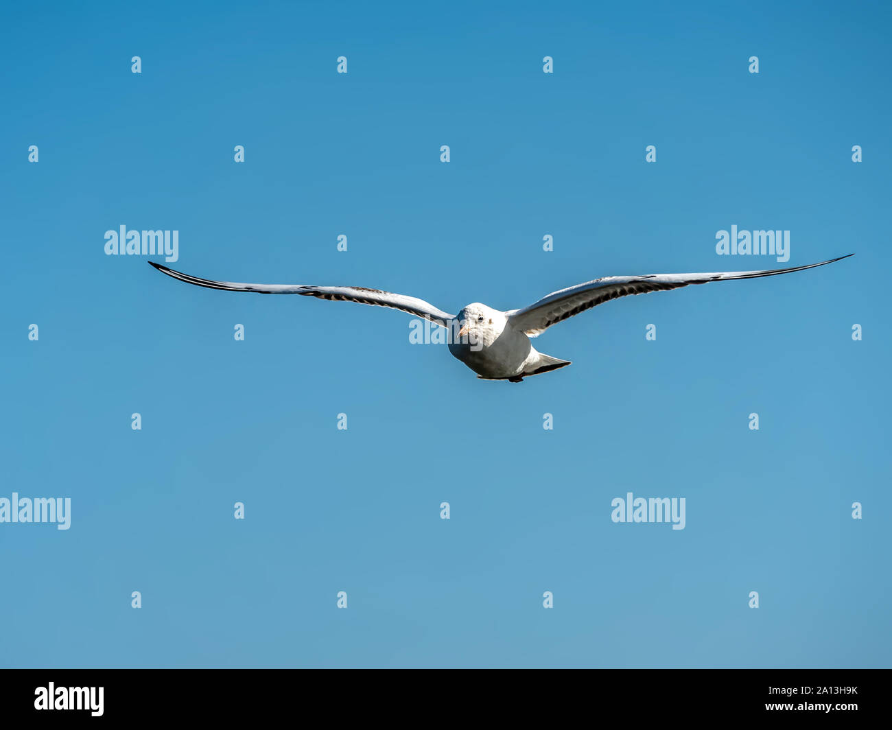 Seagull volare in aria sparato contro il cielo blu Foto Stock