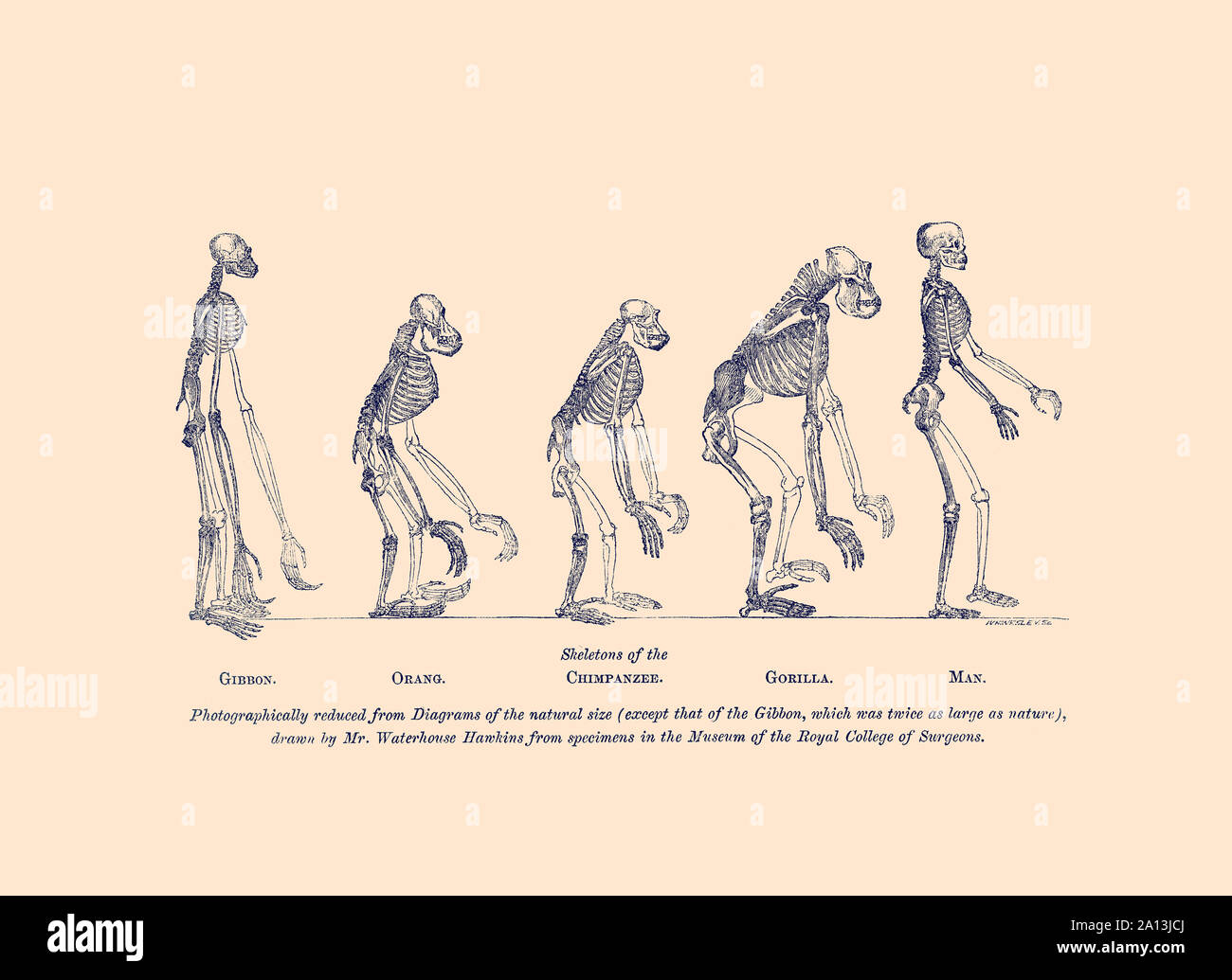 Illustrazioni di scheletri di confronto del gibbone, orangutan, scimpanzé, gorilla e uomo. Foto Stock