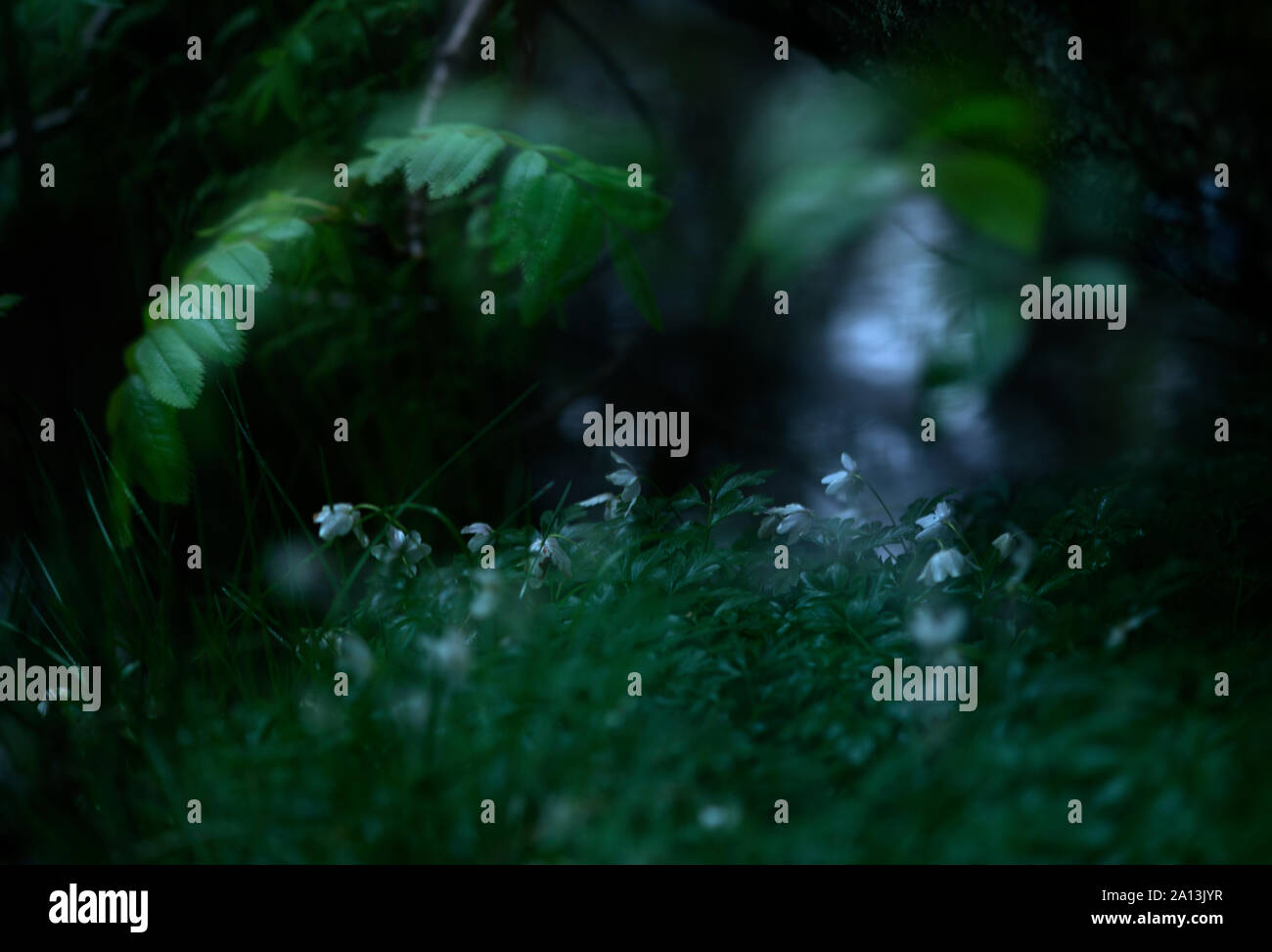 Arte, diversificato, creazione visiva, uditiva, esecuzione, artefatti, opere d'arte, esprimendo,fantasiosi, concettuale, idee, specialità, bellezza, emozionale, emotio Foto Stock