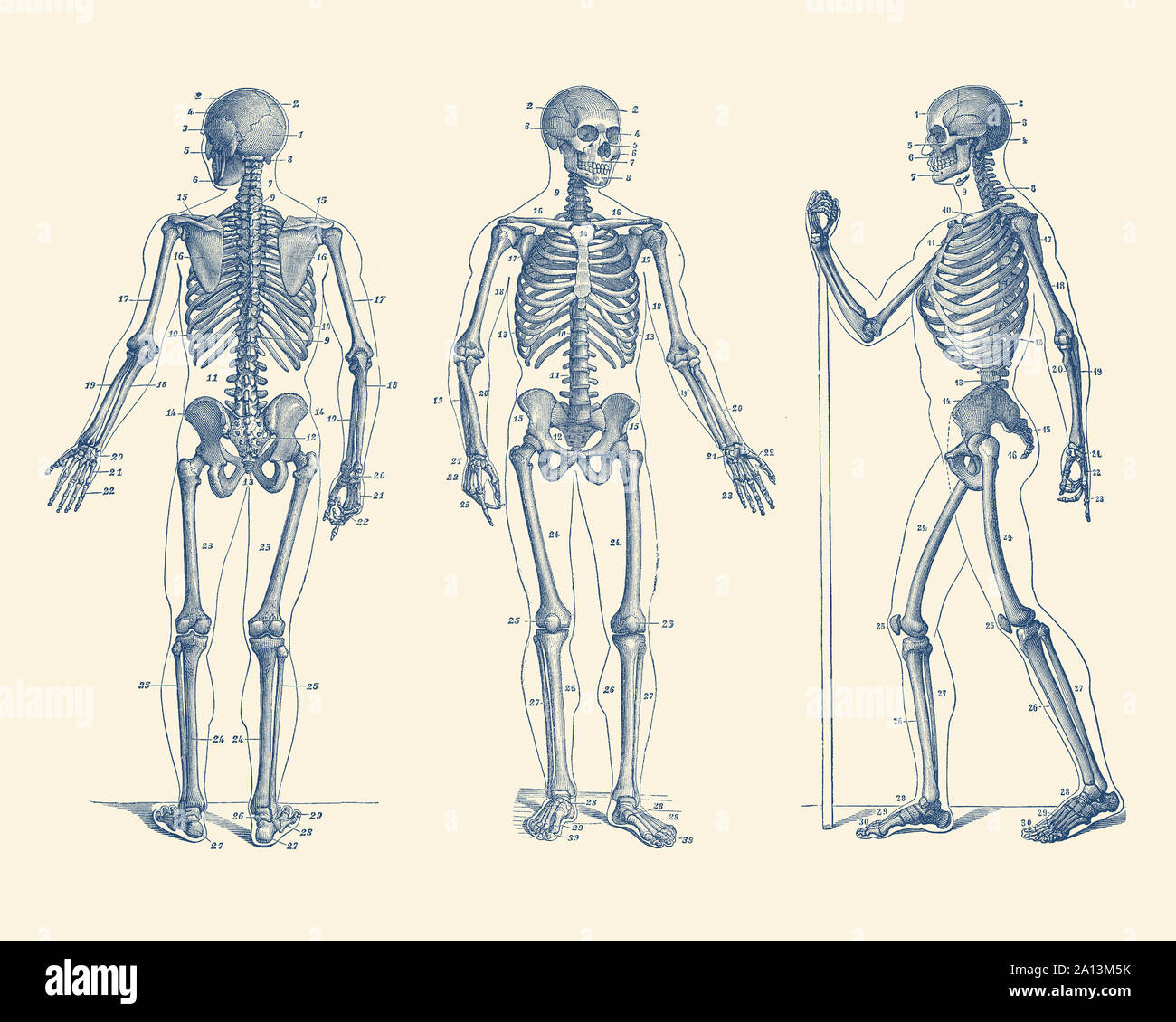 Vintage stampa anatomia di uno scheletro di fronte a tre direzioni diverse. Foto Stock