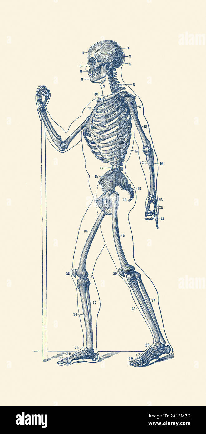 Vintage stampa anatomia di uno scheletro umano rivolto lateralmente. Foto Stock
