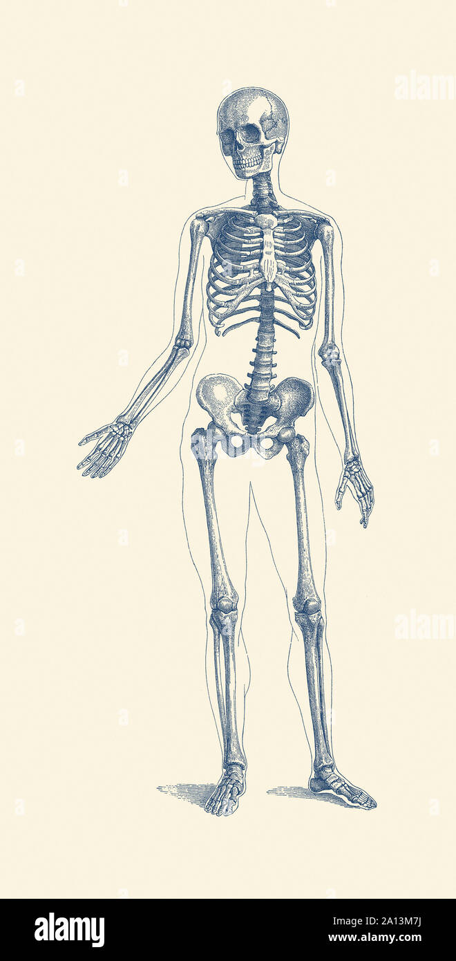 Vintage stampa anatomia di uno scheletro umano rivolto in avanti per la presentazione di braccio interno di ossa. Foto Stock
