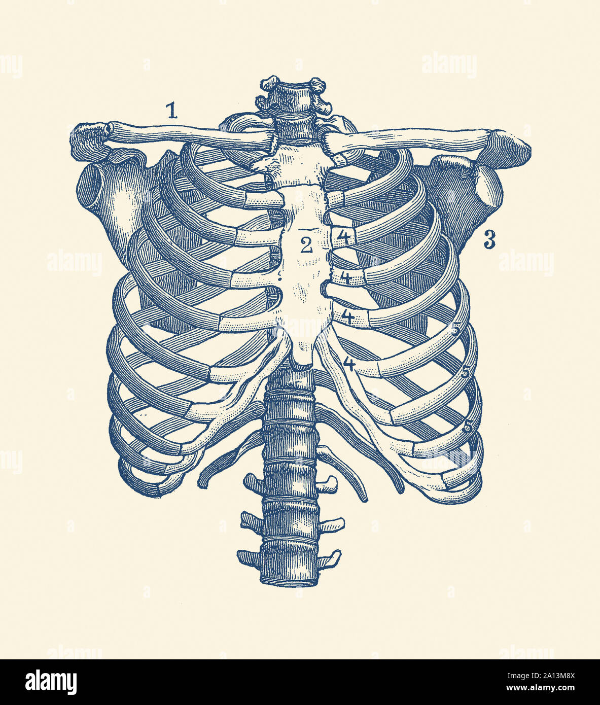 Anatomia Vintage funzioni di stampa l'umano gabbia toracica e spalle. Foto Stock