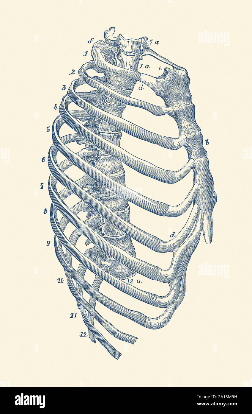 Anatomia Vintage funzioni di stampa la vista laterale della nervatura umana gabbia. Foto Stock