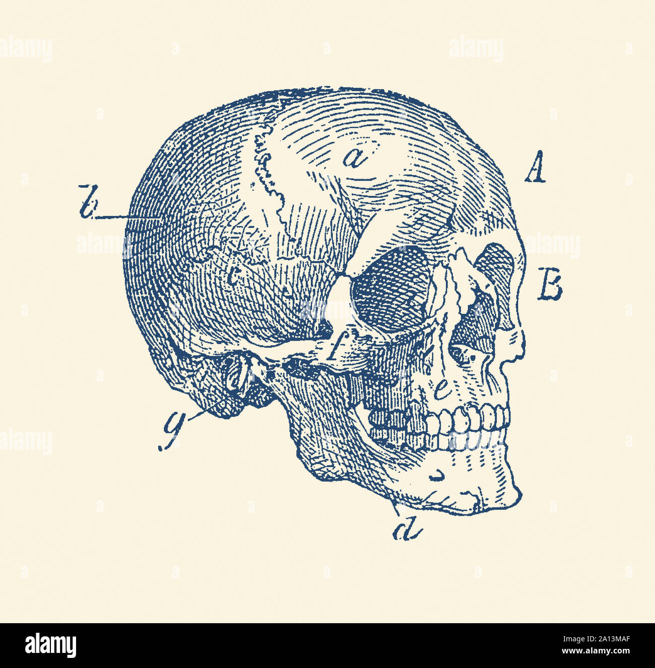 Vintage stampa anatomia della vista laterale del cranio da uno scheletro umano. Foto Stock