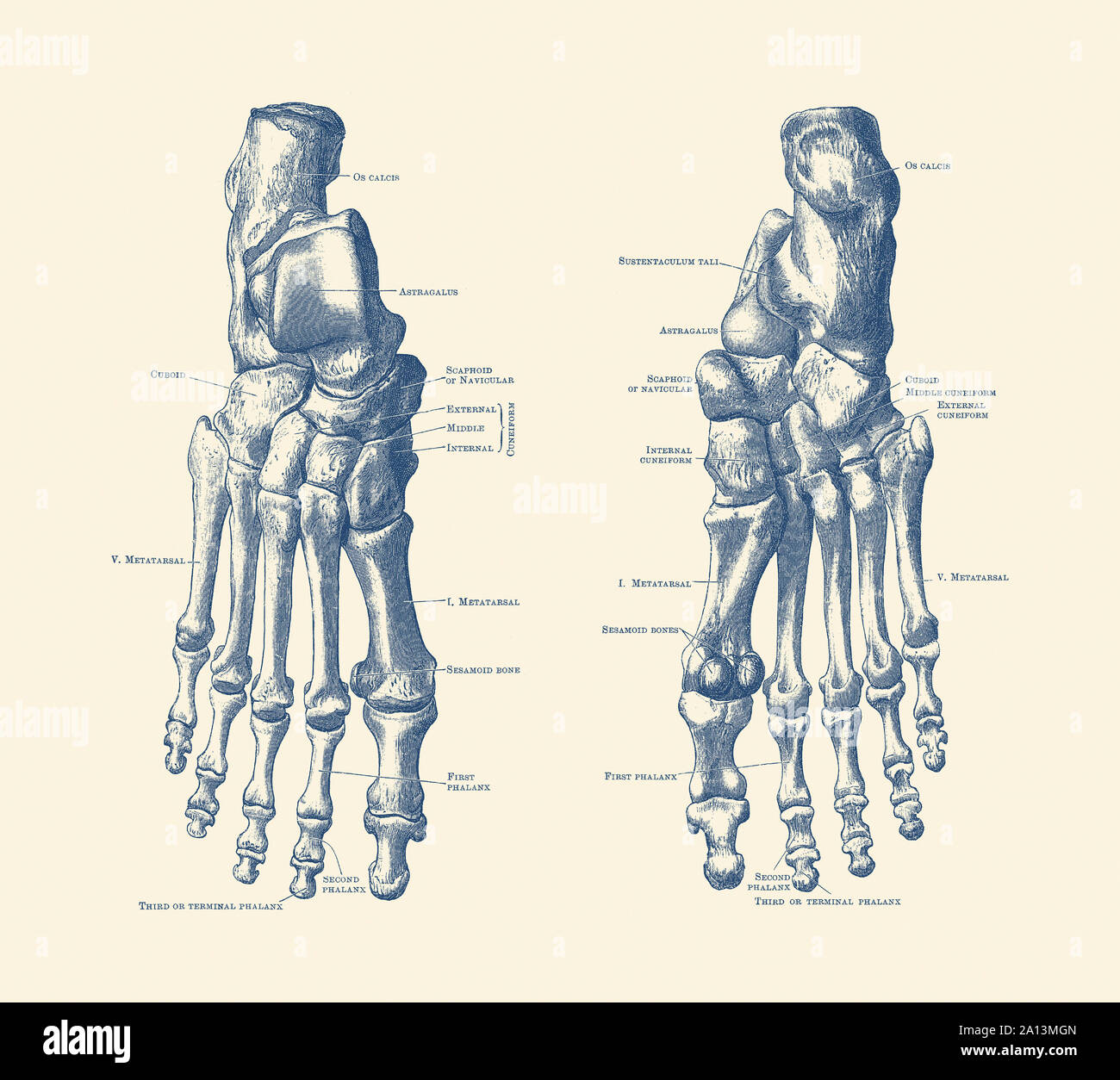 Anatomia Vintage Print mostra i piedi, caviglie e articolazioni di uno scheletro umano. Foto Stock