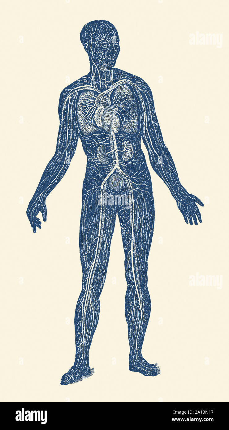 Vintage stampa anatomia del sistema linfatico e sistemi circolatorio nel corpo umano. Foto Stock