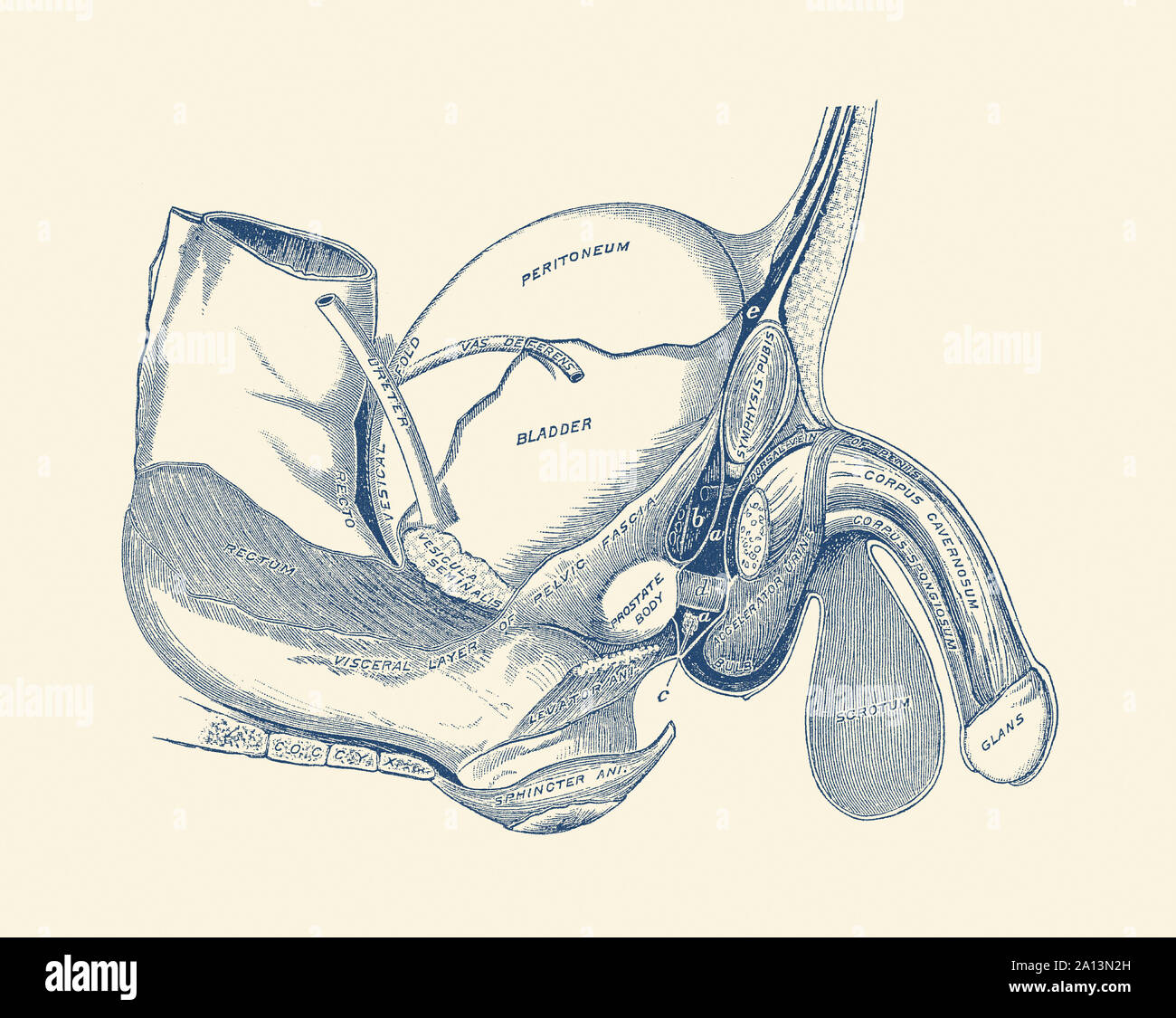 Anatomia Vintage Print che mostra una vista laterale del sistema riproduttivo maschile. Foto Stock