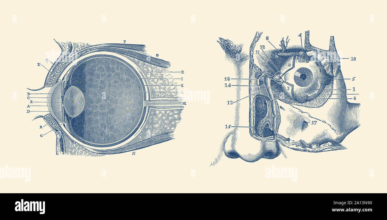 Anatomia Vintage Print che mostra uno schema di un occhio umano anatomia. Foto Stock