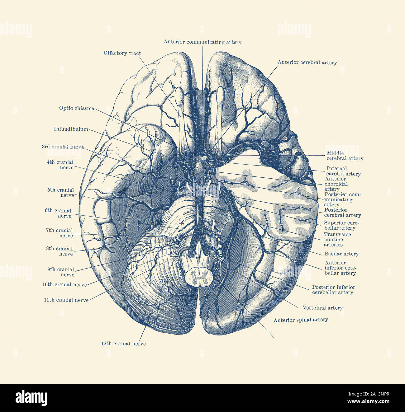 Vintage stampa anatomia del cervello umano che illustra i nervi e le arterie. Foto Stock