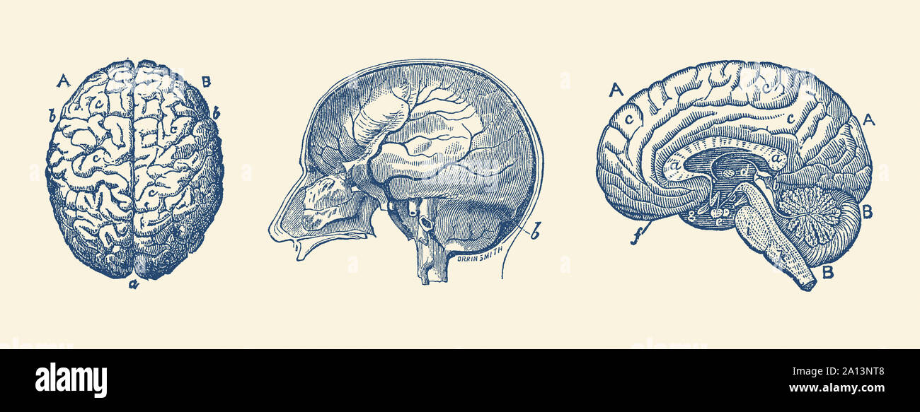 Anatomia Vintage print raffiguranti le fessure in tutto il cervello umano. Foto Stock