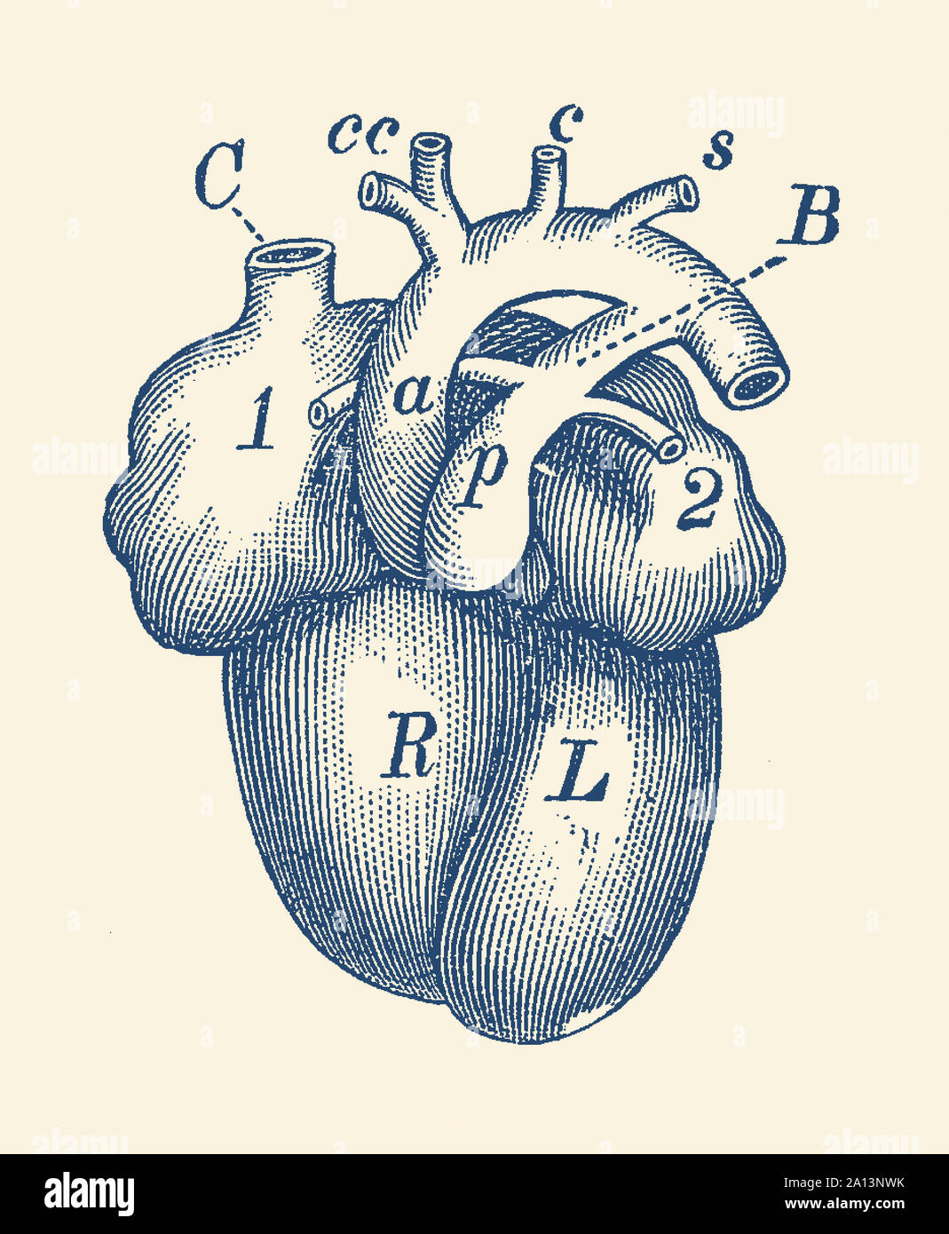Vintage stampa anatomia del cuore umano. Foto Stock