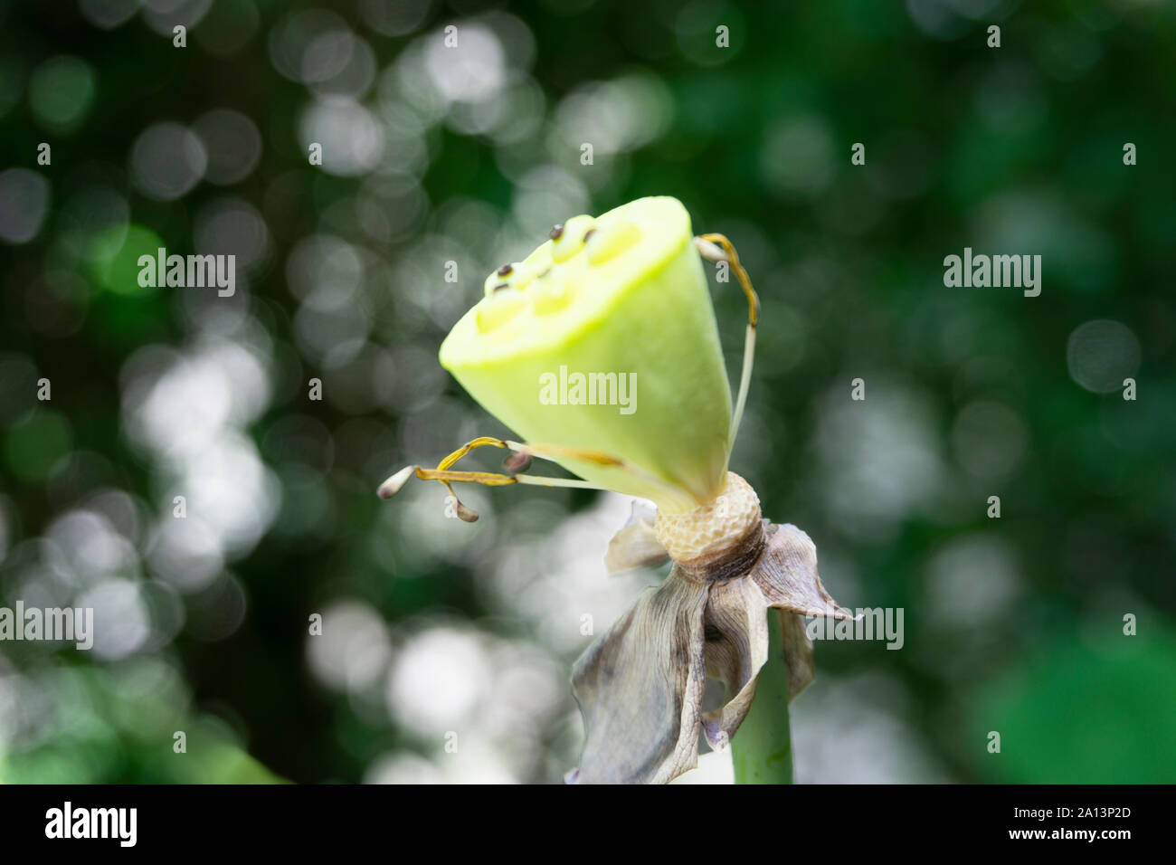 Raro giallo di fiori esotici o la frutta con semi di polline Foto Stock