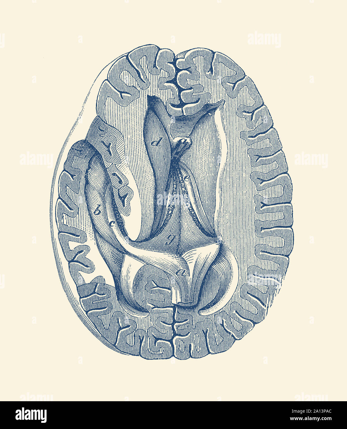 Anatomia Vintage Print mostra una vista semplificata del cervello umano dal di sopra. Foto Stock