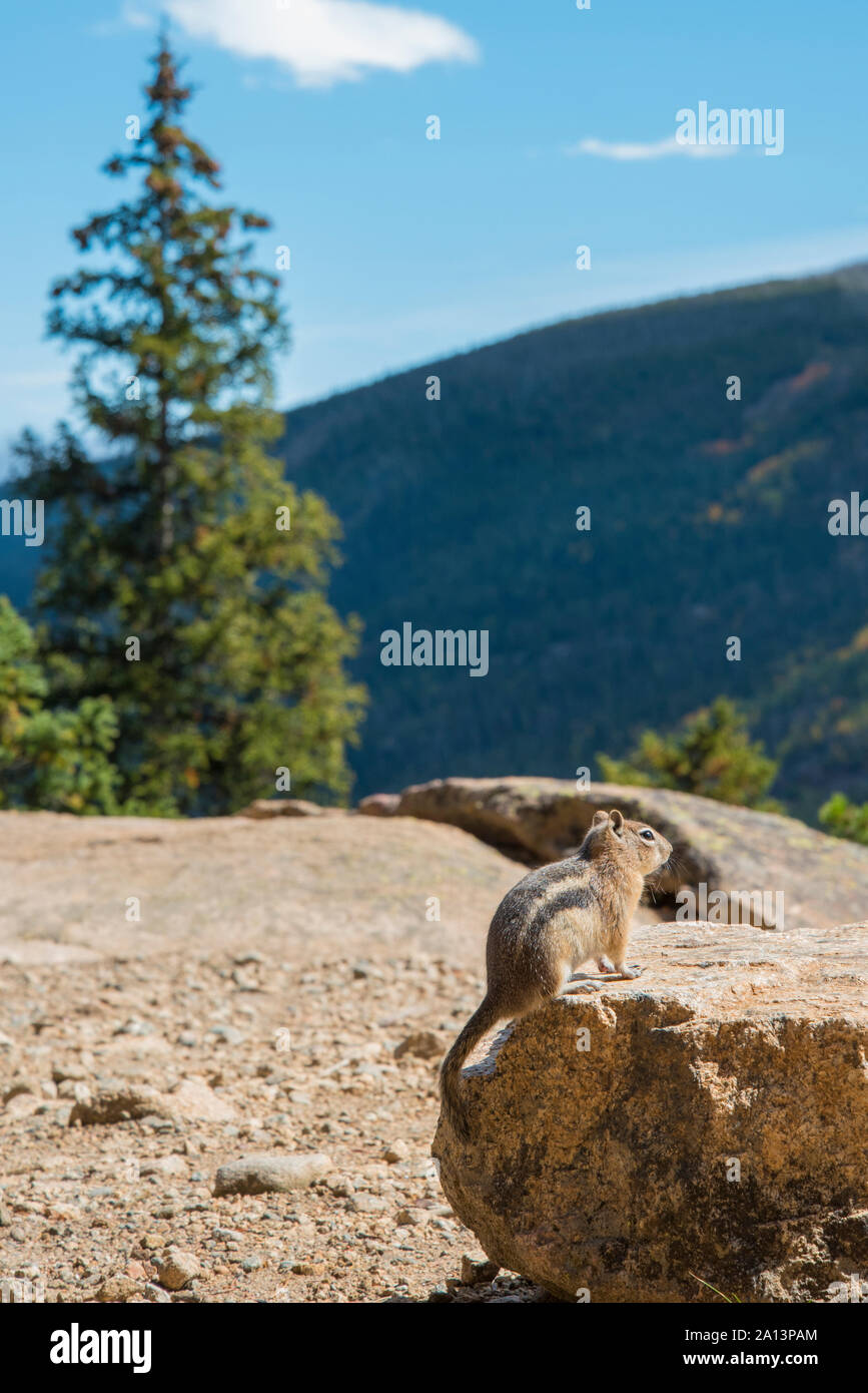 Scoiattolo striado in posa di Rocky Mountain National Park 01 Foto Stock